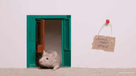 Why Does My Door Squeak?